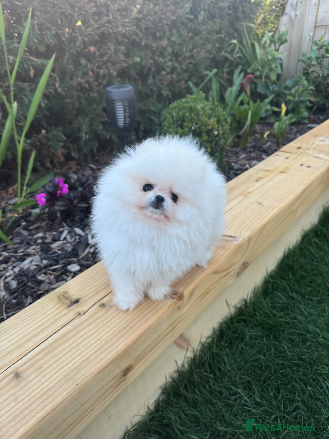 Pomeranian dogs for sale: Pomeranian  in Dover - Advert 2