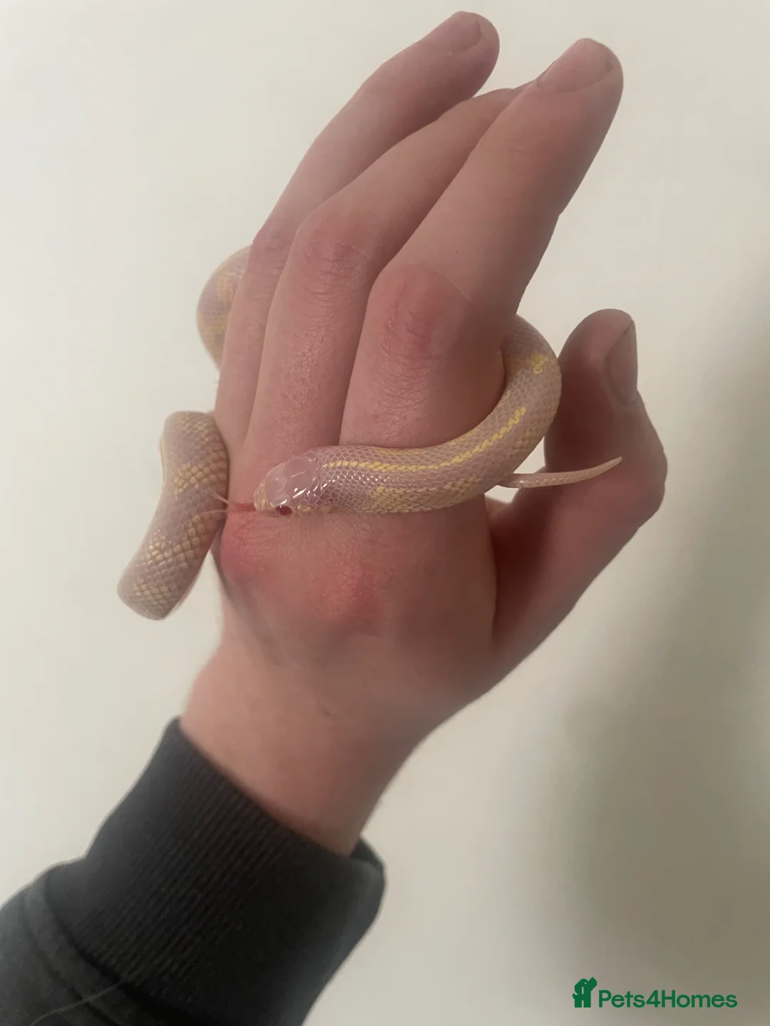 King Snake reptiles for sale: Abberant albino California King snake in Grimsby - Advert 1