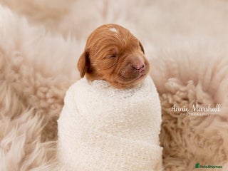 Goldendoodle dogs - Advert 10