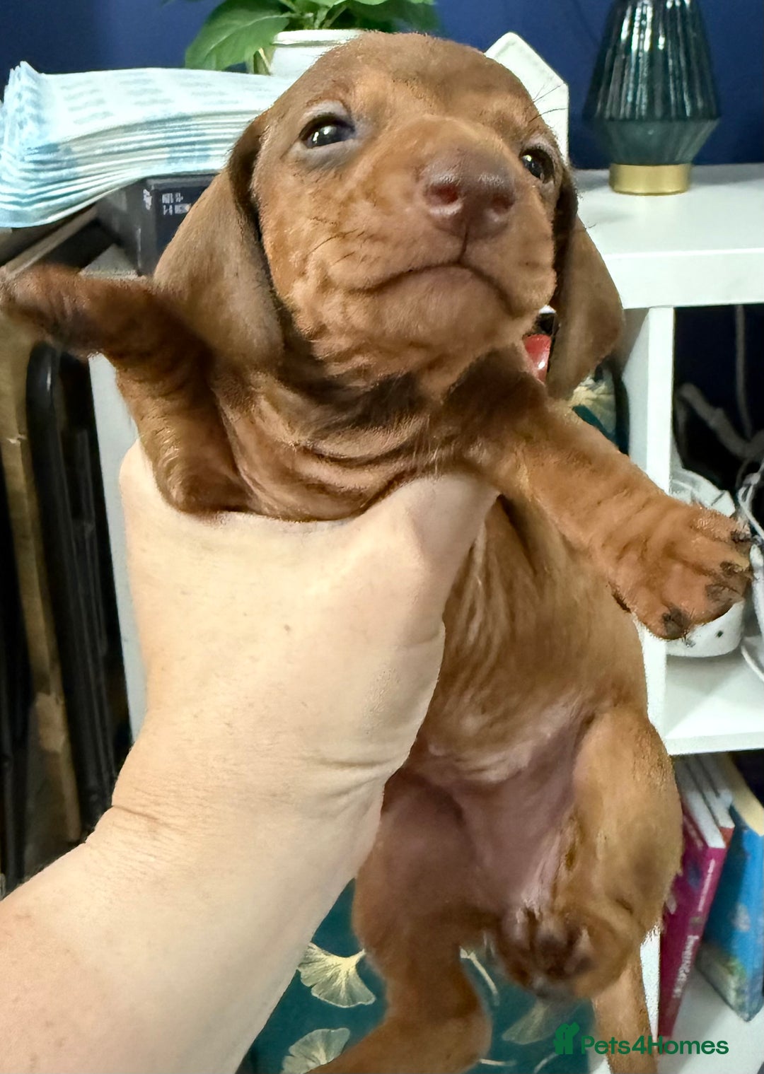 Miniature Dachshund dogs for sale: Miniature dachshund  - Image 3