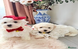 Bichon Frise dogs for sale: 🐶 Bichon Puppies – looking for loving Homes  - Image 4
