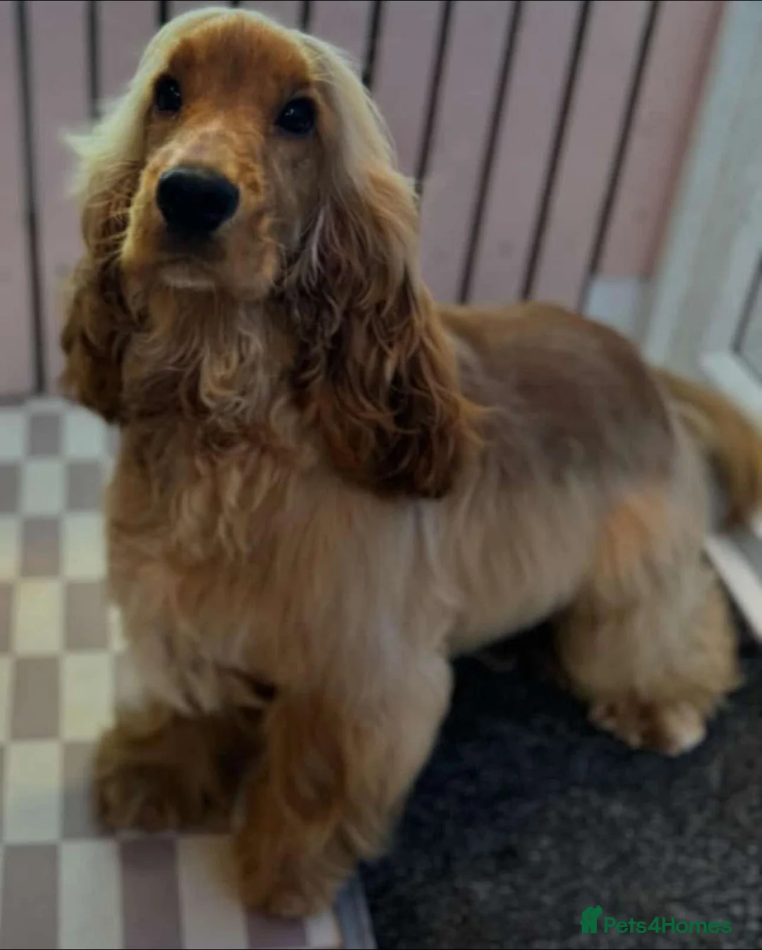 Cocker Spaniel dogs for stud: LUDO - GOLDEN Show Cocker Pedigree Stud TOP Tested in Bradford-on-Avon - Advert 12