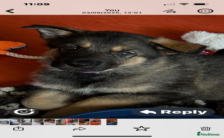 Shepsky dogs - Advert 4