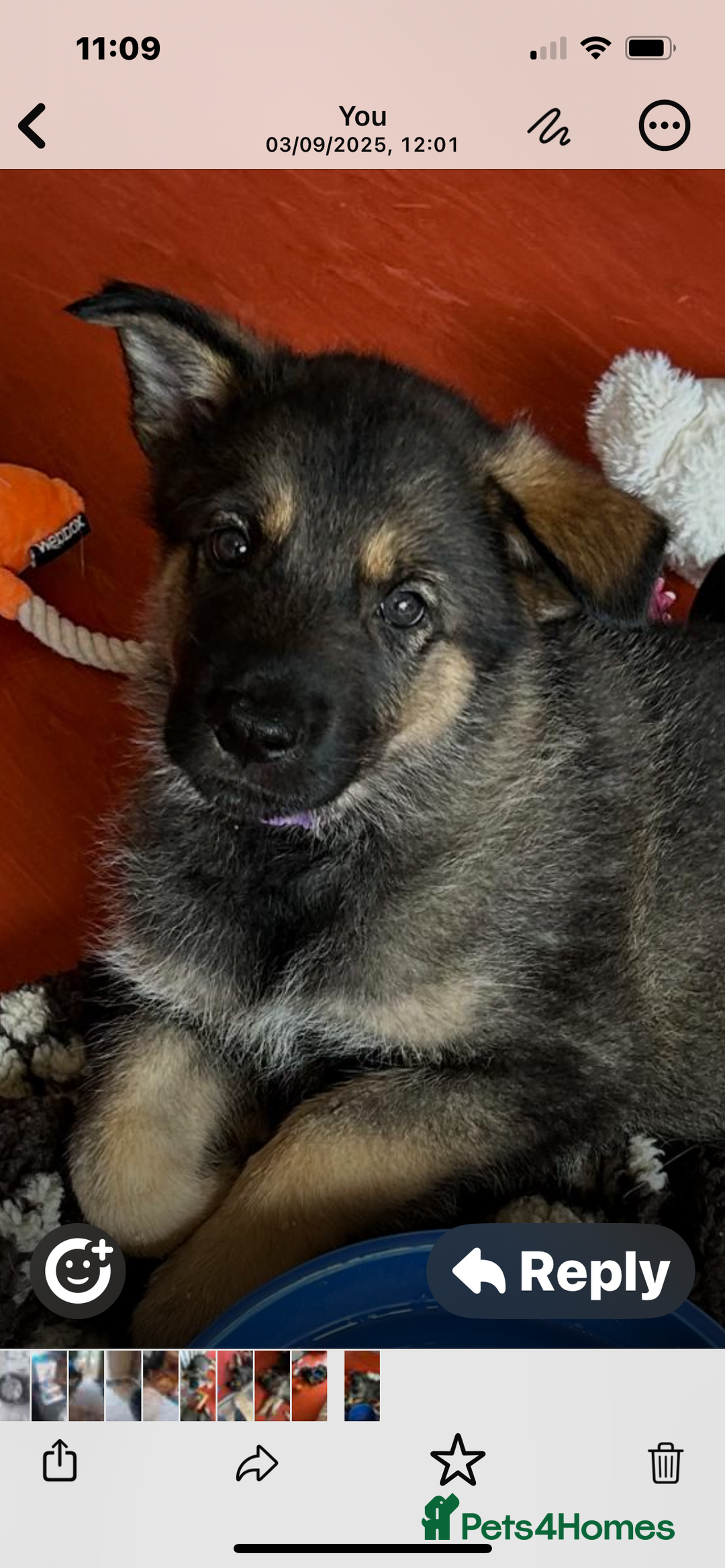 Shepsky dogs for sale: 1 beautiful male left for sale - Image 1