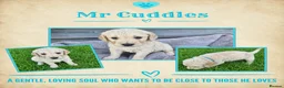 Goldendoodle dogs for sale: Beautiful Home-Raised F1 Goldendoodles Ready 23/7 - Advert 6