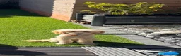 Miniature Poodle dogs for sale: Female Poodle - Advert 3