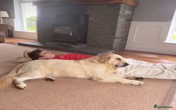 Golden Retriever dogs for stud: Proven and health tested Golden Retriever Stud - Image 6