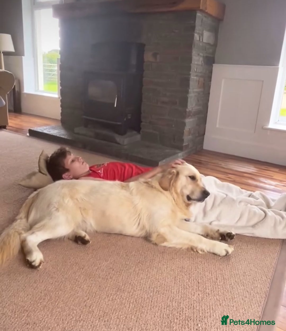 Golden Retriever dogs for stud: Proven and health tested Golden Retriever Stud - Image 6