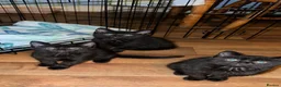 British Longhair cats for sale: Black British long haired cats  in Buckingham - Advert 2