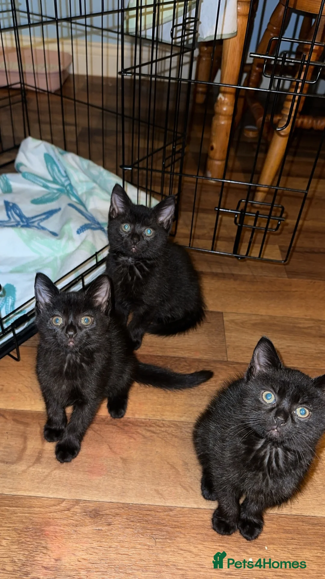 British Longhair cats for sale: Black British long haired cats  in Buckingham - Advert 2