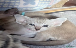 Siamese cats for sale: Cute Siamese kittens  - Image 11