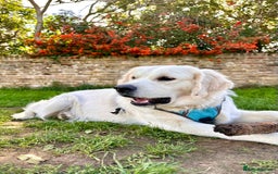 Golden Retriever dogs for sale: Gorgeous 9 months old Golden Retriever  - Image 6
