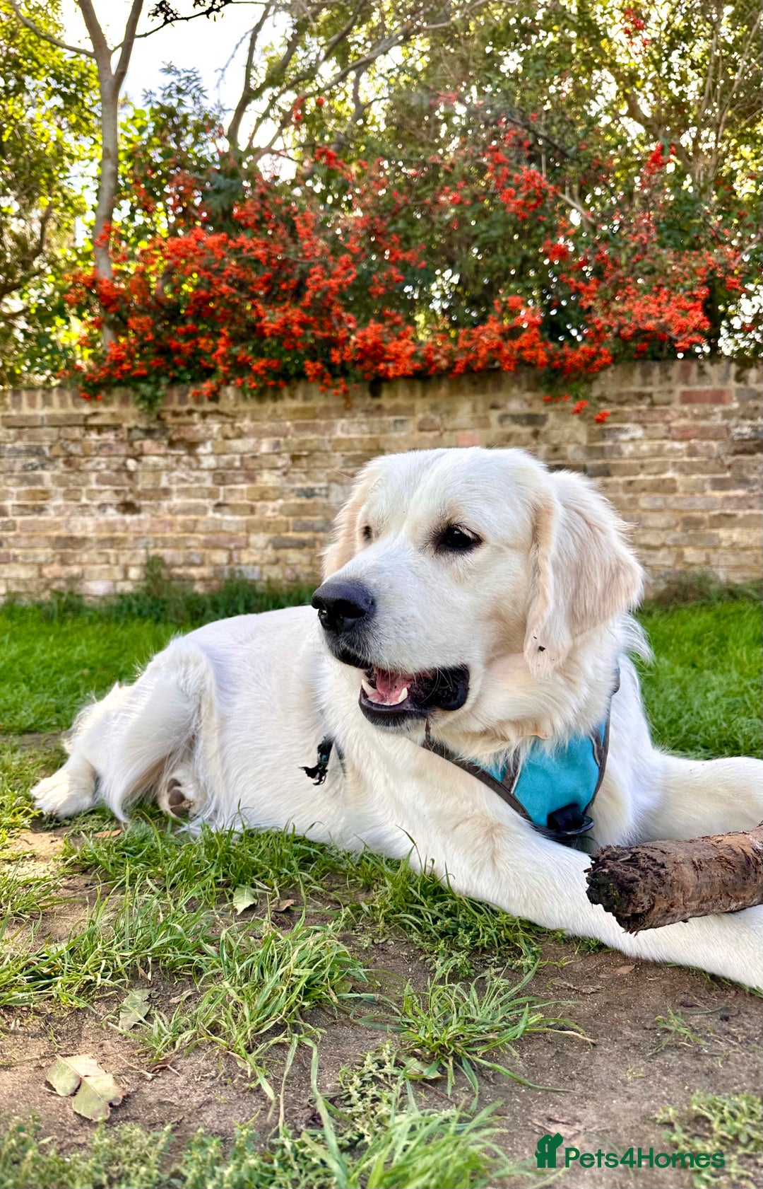 Golden Retriever dogs for sale: Gorgeous 9 months old Golden Retriever  - Image 6