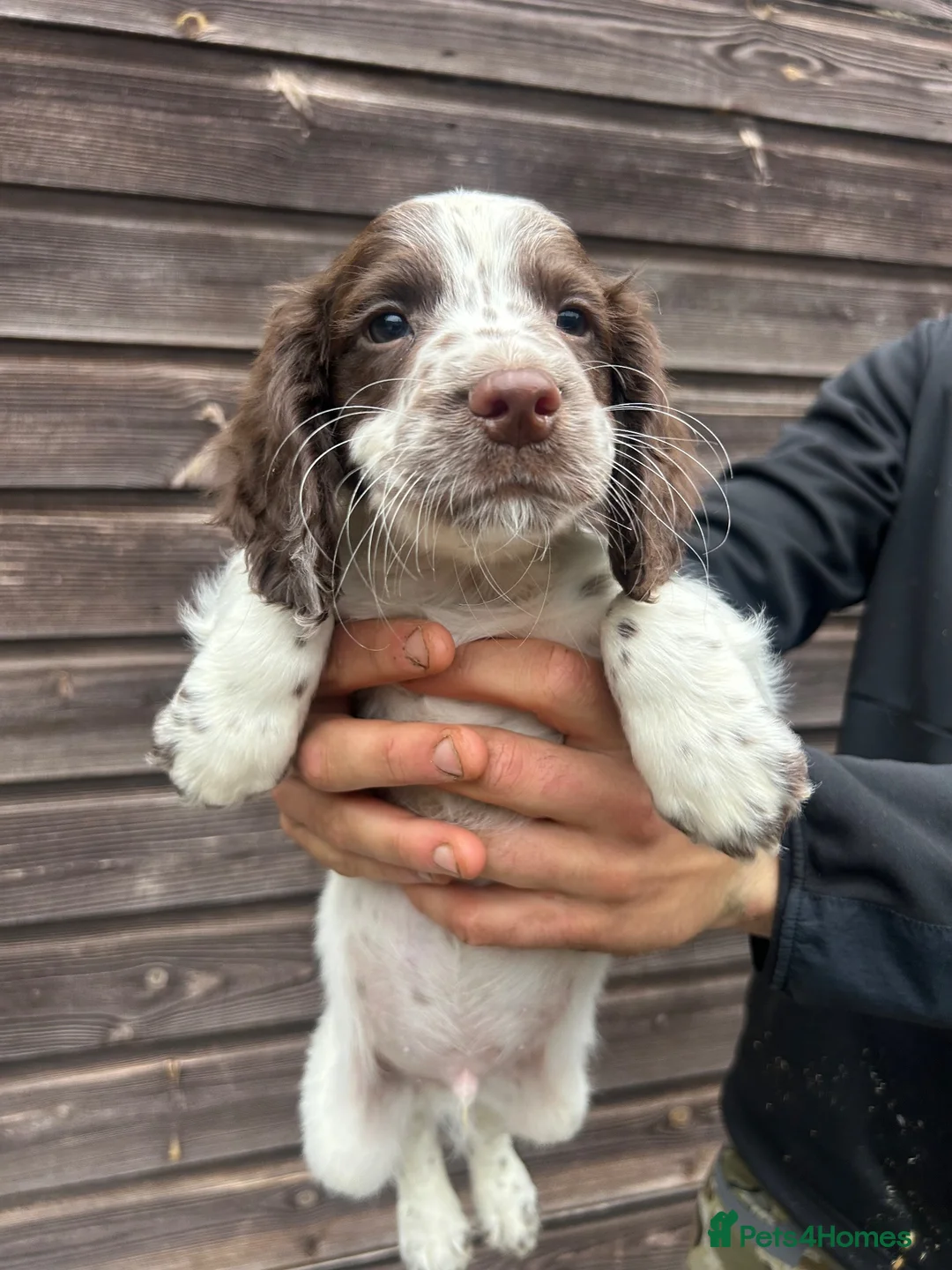 Sprocker dogs for sale: Sprocker pups for sale in Forfar - Advert 5