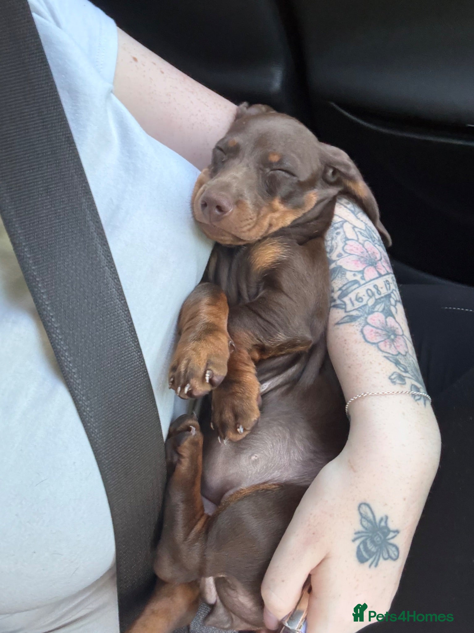 Miniature Dachshund dogs 15 week old miniature dachshund  - Advert 1
