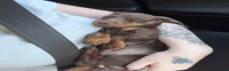 Miniature Dachshund dogs for sale: 15 week old miniature dachshund  - Advert 2