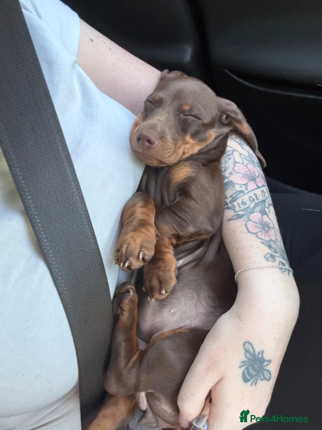 Miniature Dachshund dogs for sale: 15 week old miniature dachshund  - Advert 2