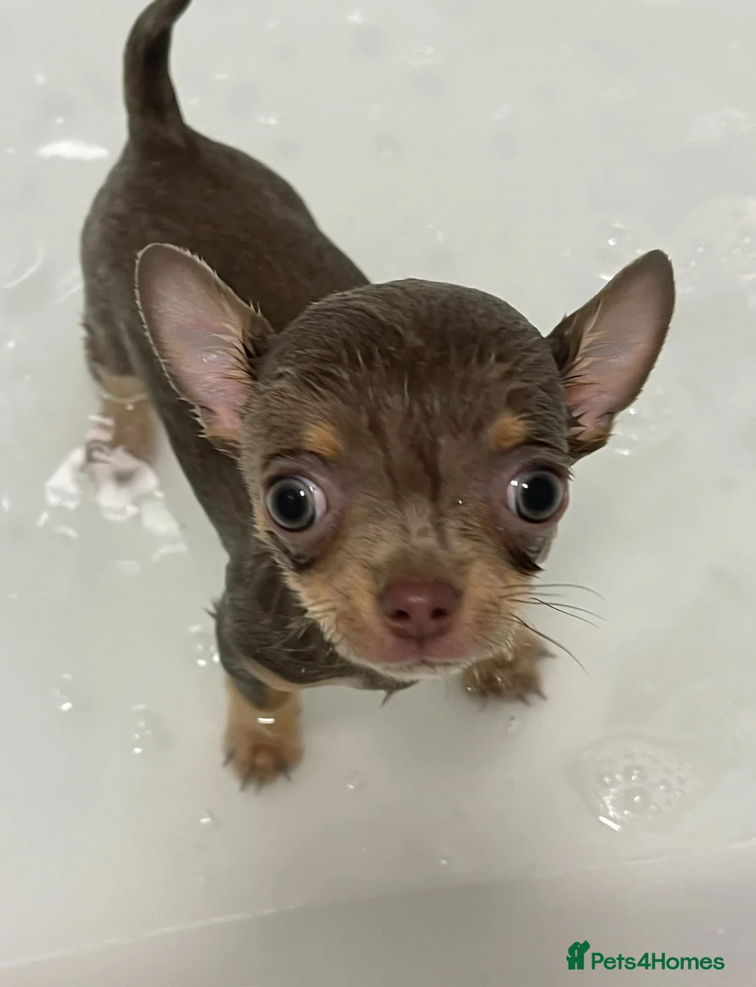 Chihuahua dogs for stud: Male lilac Chihuahua available for STUD - Advert 2