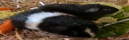 Guinea Pig rodents for sale: Pure bred Teddy boys/boars - Advert 17