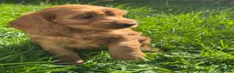 Cockapoo dogs for sale: FLUFFY F1 COCKAPOO PUPPIES HEALTH TESTED PARENTS - Advert 9