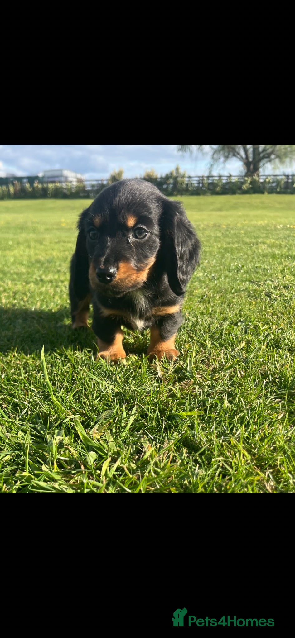 Dachshund dogs Dachshund Puppy’s ❤️ - Advert 11