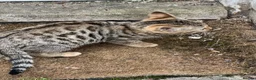 Bengal cats for sale: Stunning Bengal Kittens Only 1 left - Advert 6