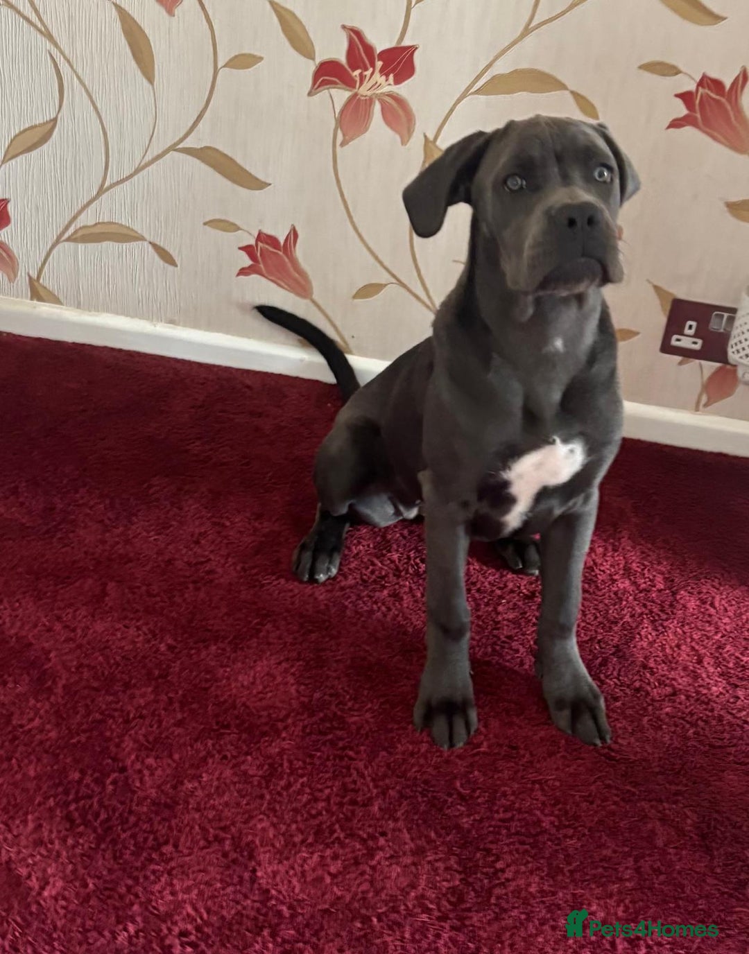 Cane Corso dogs for sale: Italian cane corso puppies  - Image 2