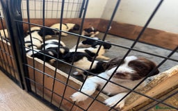 English Springer Spaniel dogs for sale: KC REG ENGLISH SPRINGER SPANIEL - Image 1
