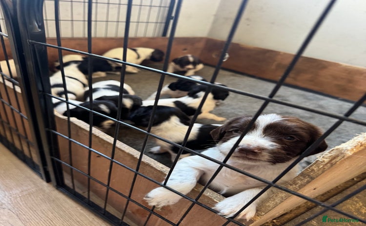 English Springer Spaniel dogs - Advert 5