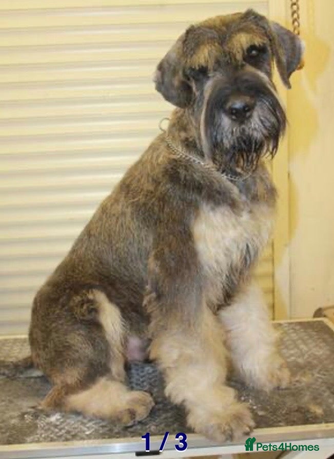 Giant Schnauzer dogs Giant Schnauzer Puppies  - Advert 2