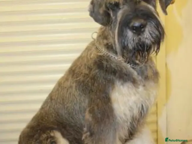 Giant Schnauzer dogs for sale: Giant Schnauzer Puppies - Advert 2