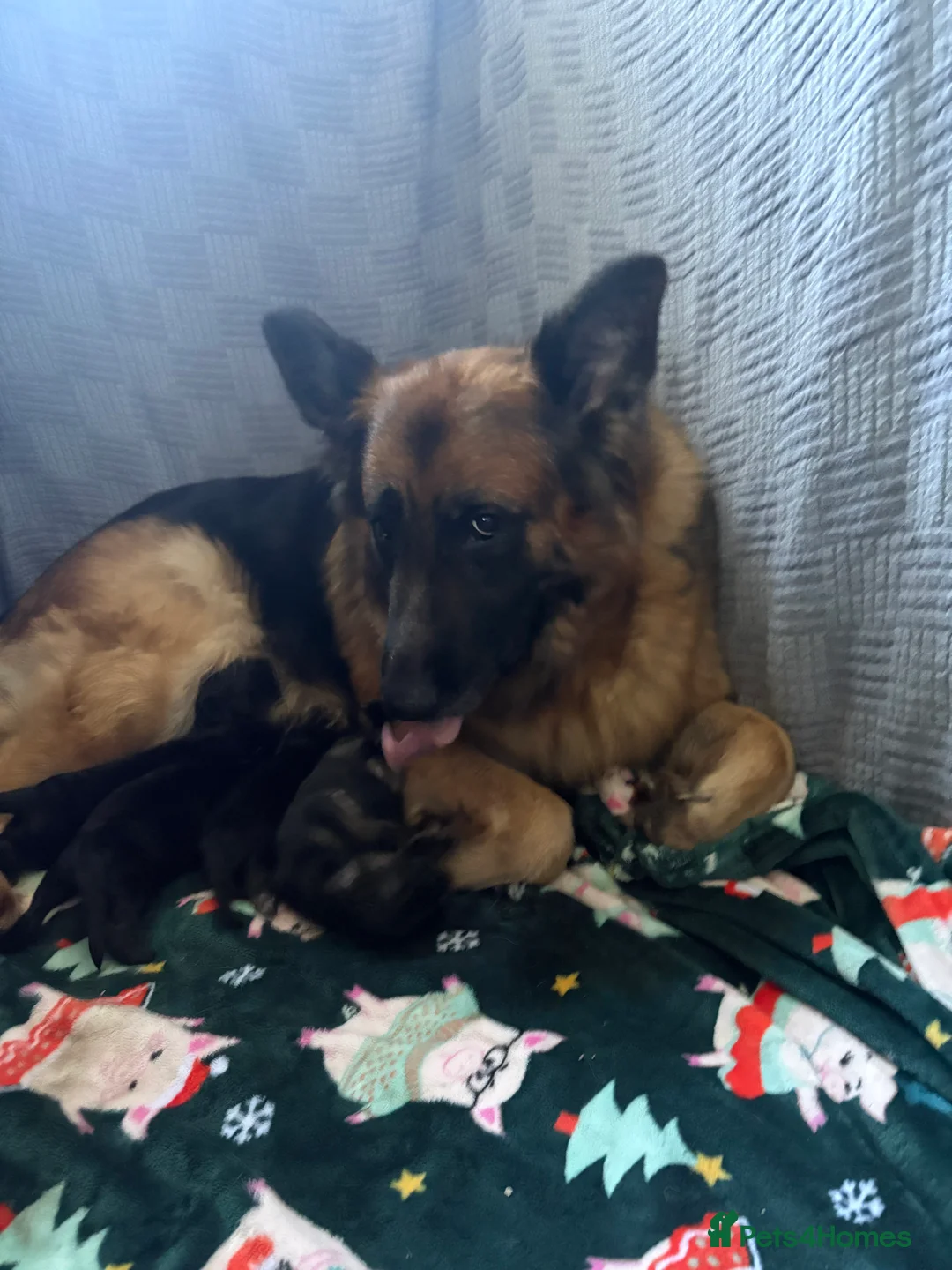 German Shepherd dogs for sale: Long hair German Shepherd  - Advert 2