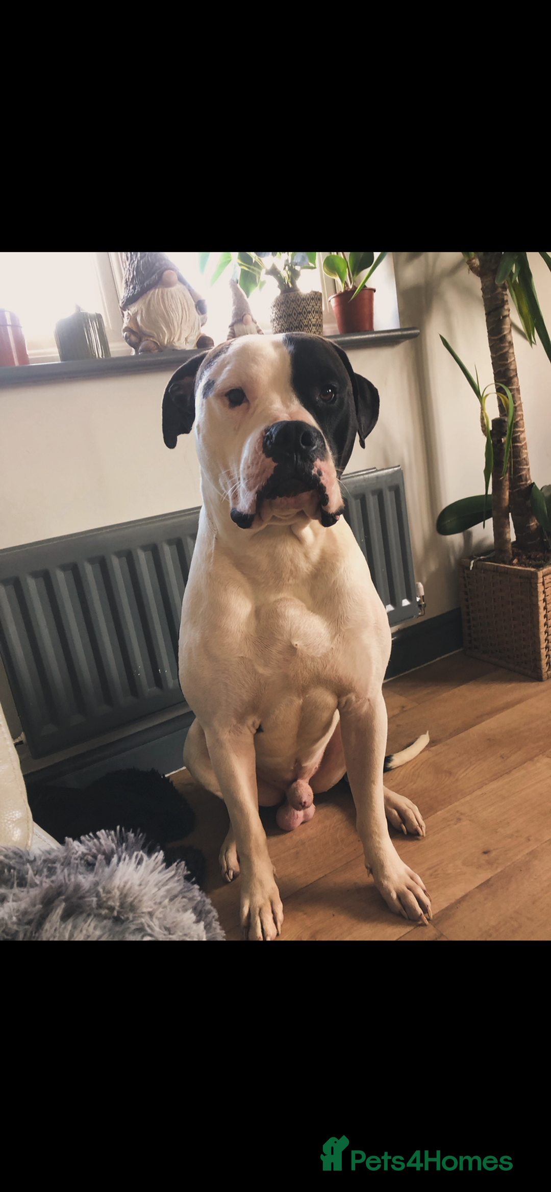 Mixed Breed dogs for sale: American bull staffs available in October  - Image 10