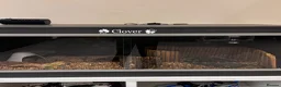 Tortoise reptiles for sale: Horsefield tortoise and full setup  - Advert 2
