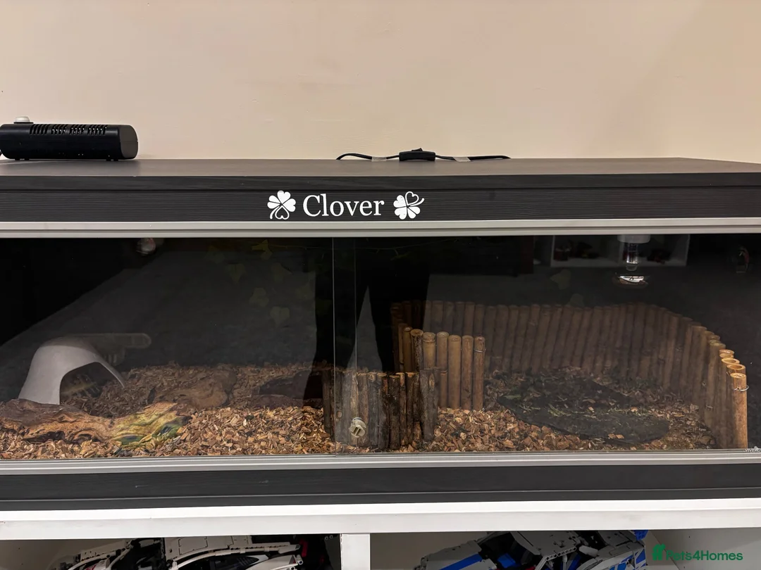 Tortoise reptiles for sale: Horsefield tortoise and full setup  - Advert 2