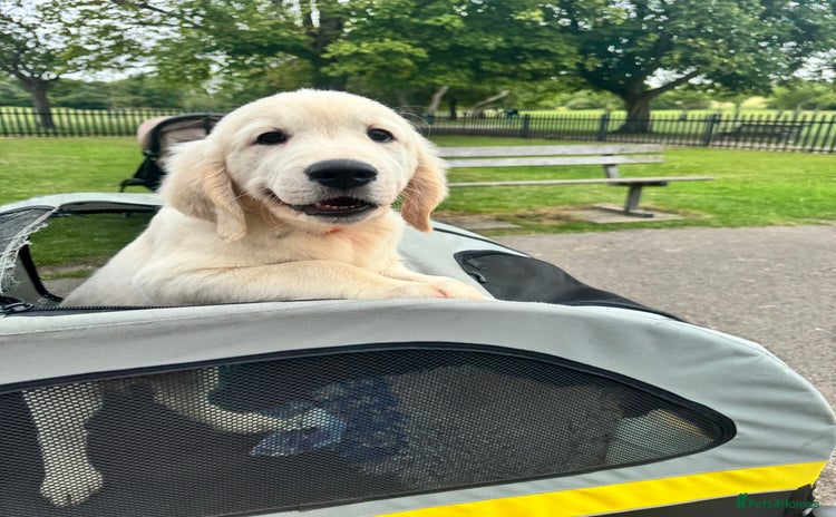 Golden Retriever dogs - Advert 12