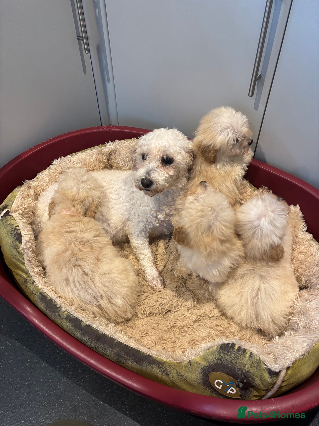 Poochon dogs for sale: Beautiful f1 poochon puppys READY NOW!!! - Advert 2