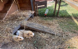 Guinea Pig rodents for sale: 2 Female Guinea Pigs - Image 2