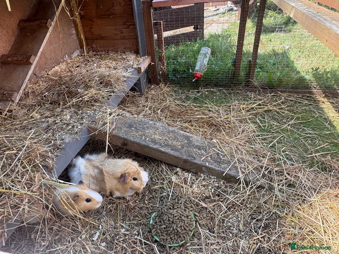 Guinea Pig rodents for sale: 2 Female Guinea Pigs - Image 2