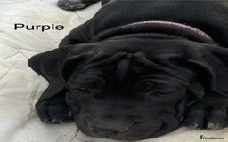 Cane Corso dogs for sale: Big Pure Cane Corso Puppies Ready Now!  - Image 27