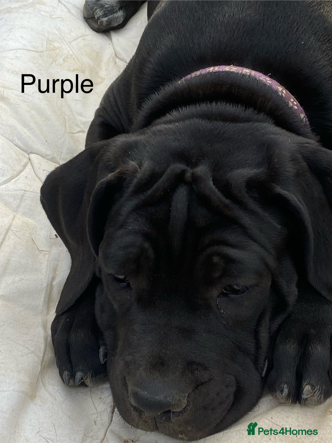 Cane Corso dogs for sale: Big Pure Cane Corso Puppies Ready Now!  - Image 27