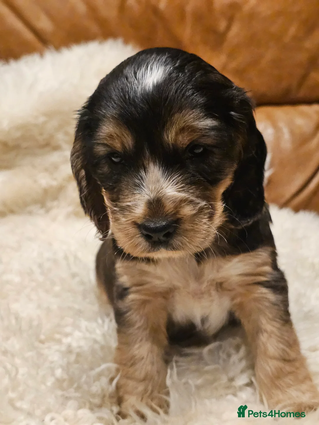 Cocker Spaniel dogs for sale: 5* Show Type Cocker Spaniels Villaspaniol Lines - Advert 8