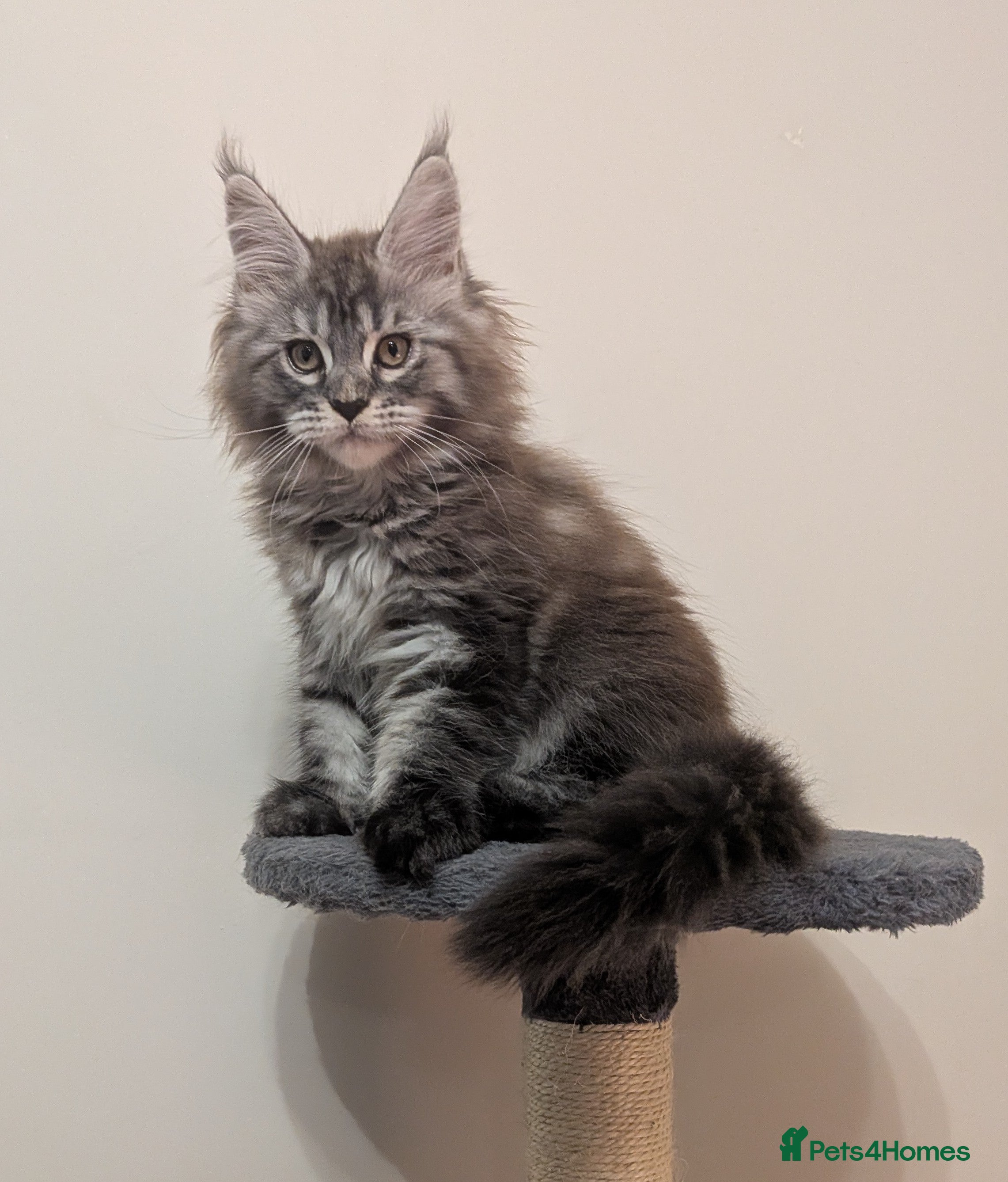 Maine Coon cats TICA reg Maine coon kittens.Parents health checked - Advert 1