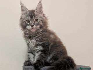 Maine Coon cats TICA reg Maine coon kittens.Parents health checked - Advert 3
