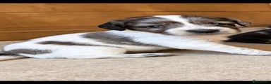 Cocker Spaniel 2