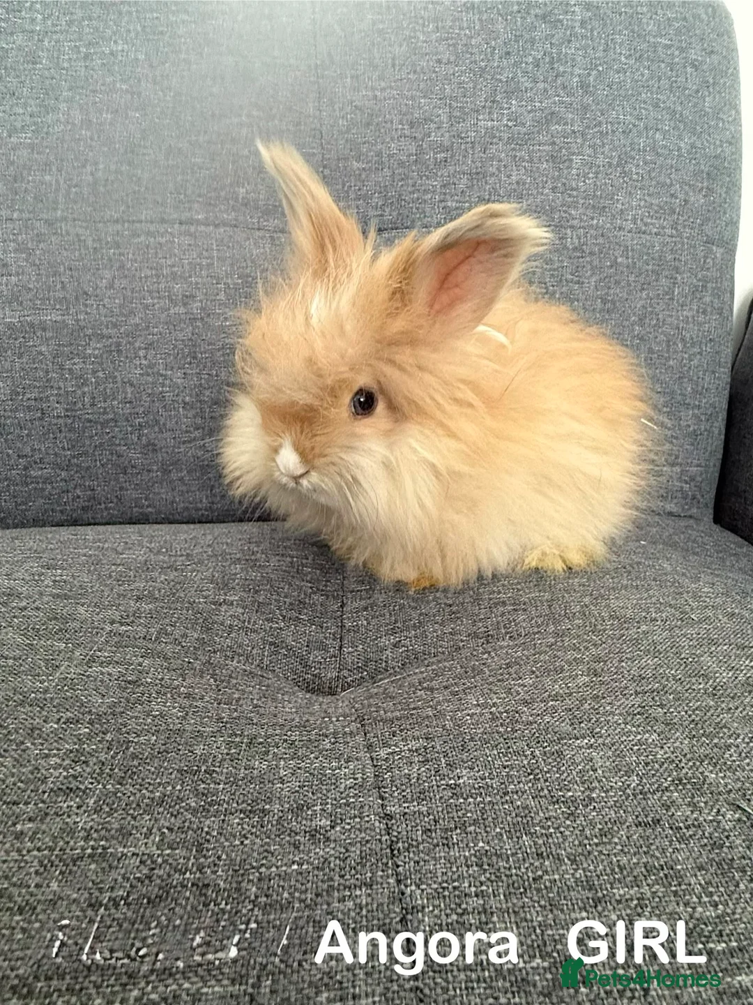 Angora rabbits for sale: 🐰 Premium Purebred English Angora  – £150 Each 🐰 - Advert 2