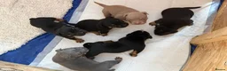 American Bully dogs for sale: Pocket Bully Puppies in Coventry - Advert 11