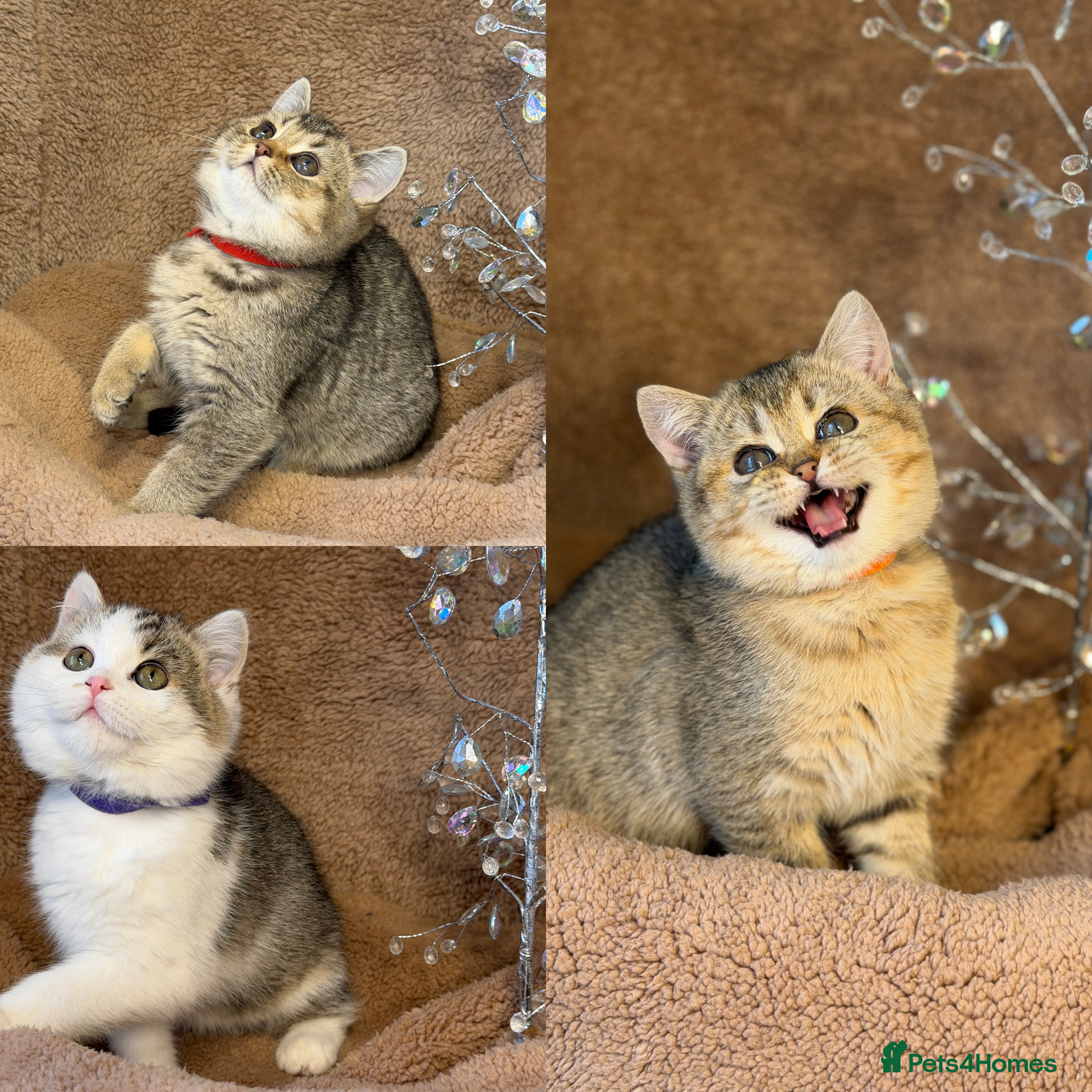 British Shorthair cats British shorthair Golden kittens TICA - Advert 7