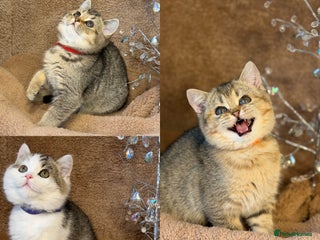 British Shorthair cats British shorthair Golden kittens TICA - Advert 18