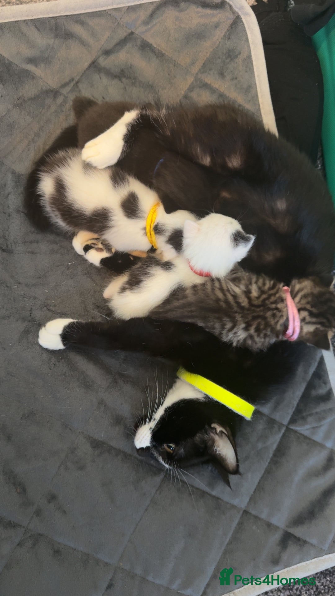 Mixed Breed cats for sale: Kittens  - Advert 1